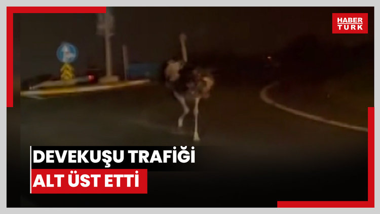 Devekuşu trafiği alt üst etti: O anlar cep telefonu kamerasına yansıdı