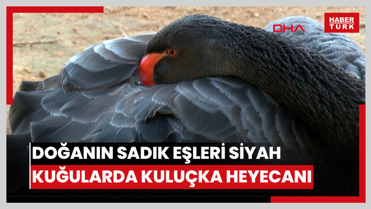 Doğanın sadık eşleri siyah kuğularda kuluçka heyecan