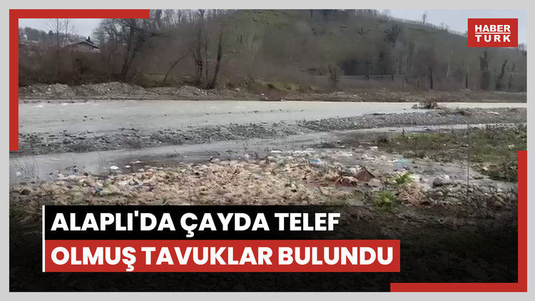Alaplı'da çayda telef olmuş tavuklar bulundu