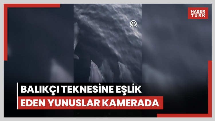 Balıkçı teknesine eşlik eden yunuslar kamerada