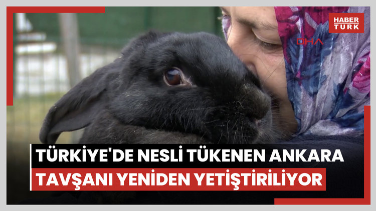 Türkiye'de nesli tükenen Ankara tavşanı yeniden yetiştiriliyor