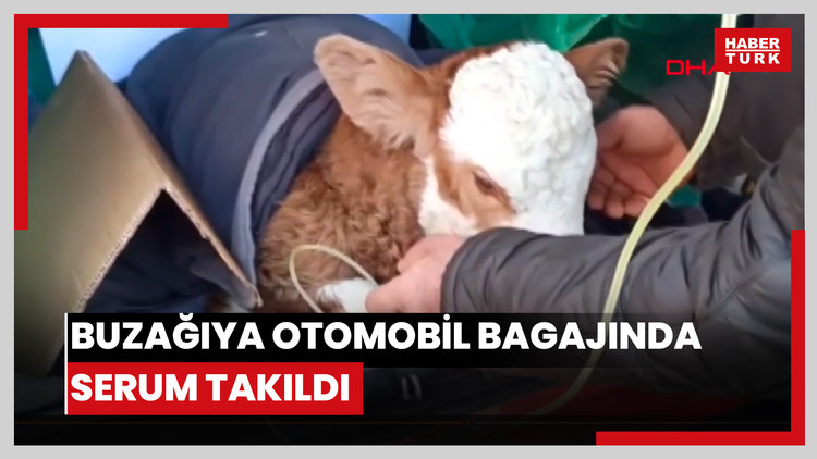 Buzağıya otomobil bagajında serum takıldı