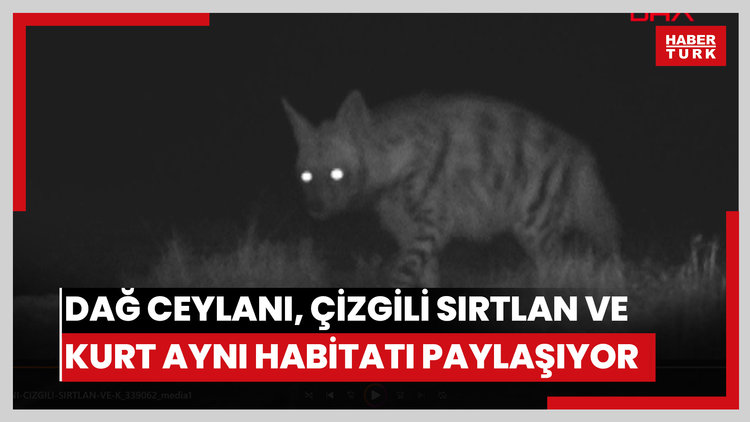 Dağ ceylanı, çizgili sırtlan ve kurt aynı habitatı paylaşıyor