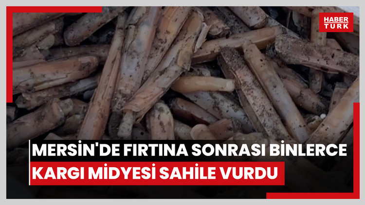 Mersin'de fırtına sonrası binlerce kargı midyesi sahile vurdu: Balıkçılar tek tek topladı