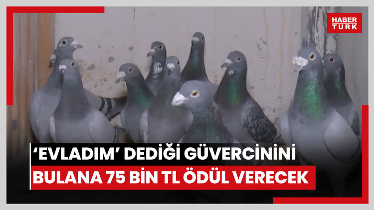 'Evladım' dediği güvercinini bulup getirene 75 bin TL ödül verecek