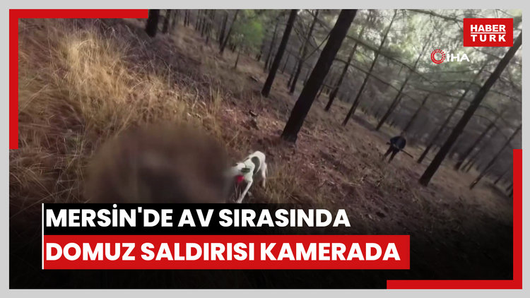 Mersin'de av sırasında domuz saldırısı kamerada