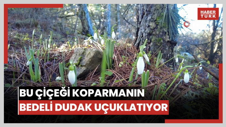 Bu çiçeği koparmanın bedeli dudak uçuklatıyor