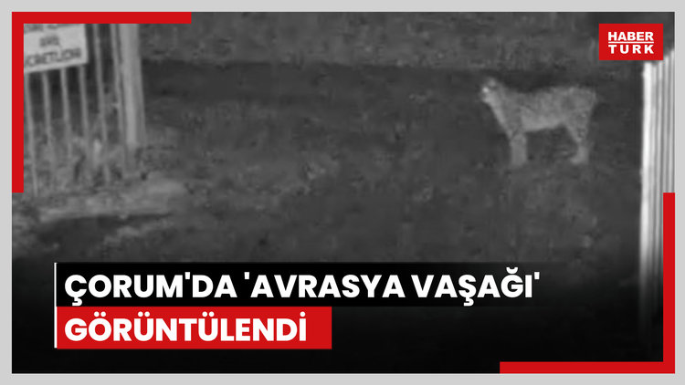 Çorum'da 'Avrasya vaşağı' görüntülendi