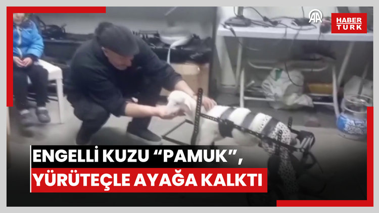 Doğuştan engelli kuzu "Pamuk", hayvanseverin tasarladığı yürüteçle ayağa kalktı