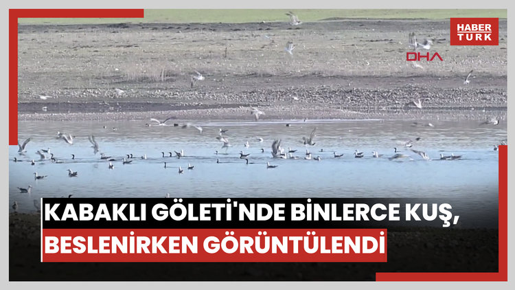 Diyarbakır'daki Kabaklı Göleti'nde binlerce kuş, bir arada beslenirken görüntülendi