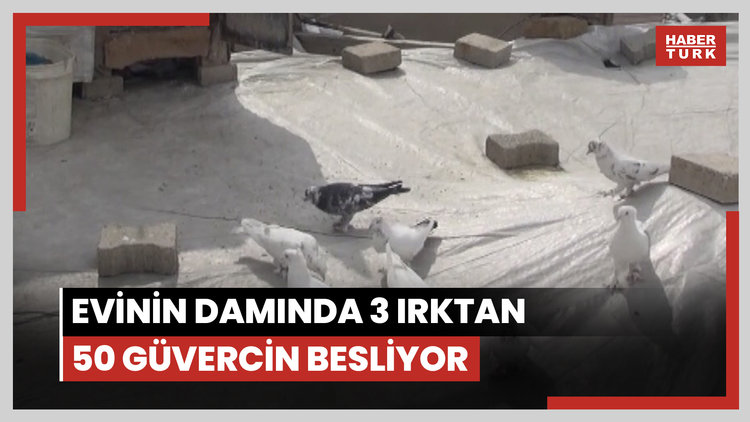 Evinin damında 3 ırktan 50 güvercin besliyor