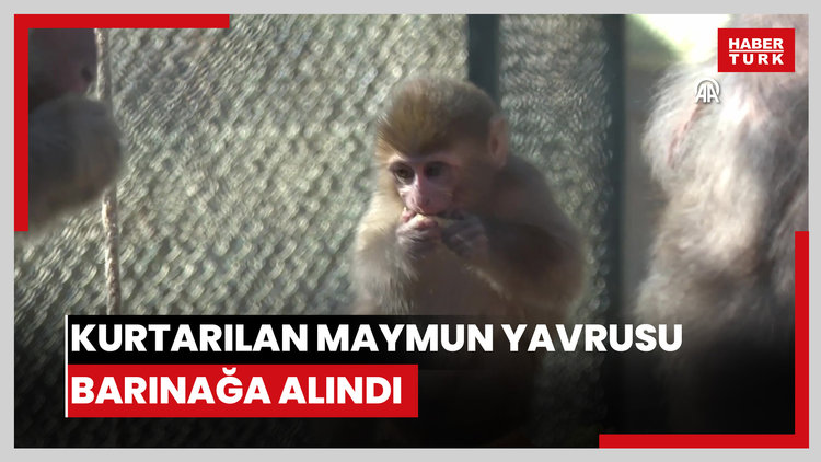 Uyuşturucu şüphelilerinin elinden kurtarılan maymun yavrusu, "yetimler barınağı"na yerleştirildi