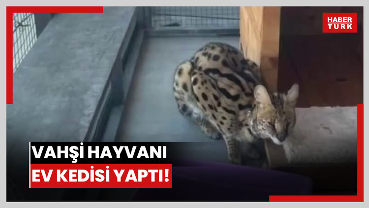 Vahşi hayvanı ev kedisi yaptı!