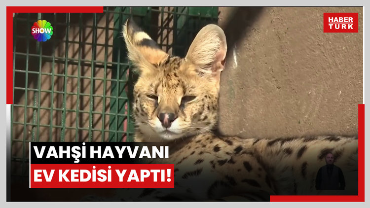 Vahşi hayvanı ev kedisi yaptı!