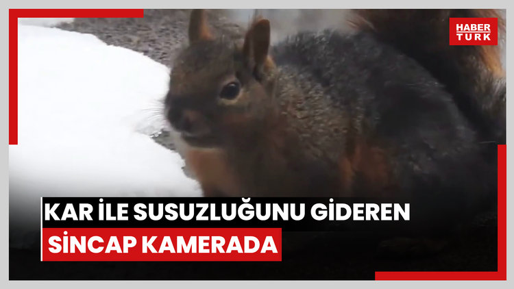 Kar ile susuzluğunu gideren sincap kamerada