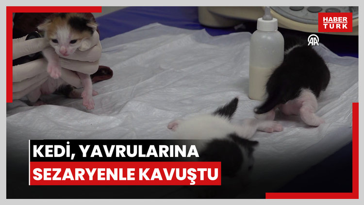 Doğum yapmakta zorlanan kedi, yavrularına sezaryenle kavuştu