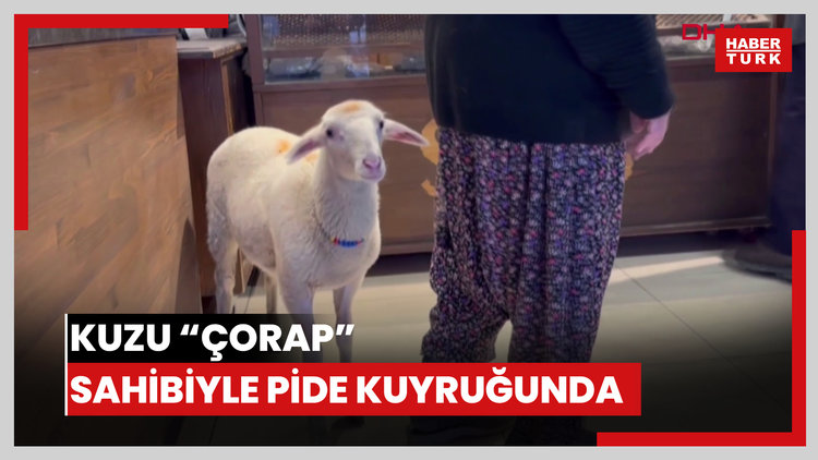 Kuzu 'Çorap', yanından ayrılmadığı sahibi ile pide sırasına giriyor