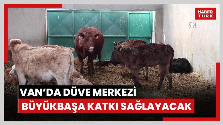 Van'da Düve Merkezi büyükbaşa katkı sağlayacak