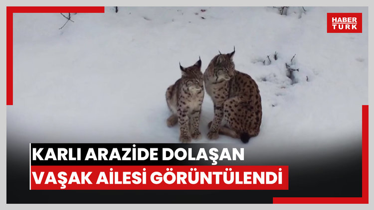 Vaşak ailesi dron ile görüntülendi