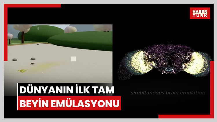 Meyve sineğinin beyni sanal ortamda canlandı! Dünyanın ilk tam beyin emülasyonu