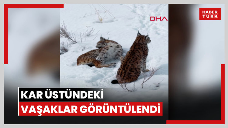 Kar üstündeki vaşaklar görüntülendi