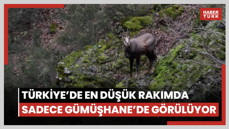 Türkiye'de en düşük rakımda sadece Gümüşhane'de görülüyor