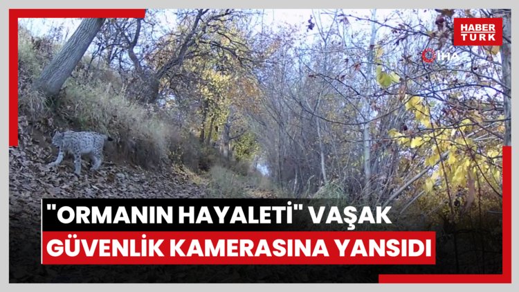 "Ormanın Hayaleti" vaşak güvenlik kamerasına yansıdı