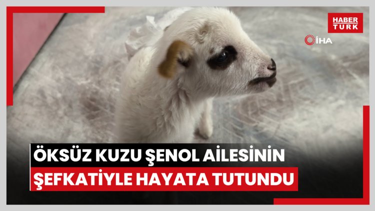 Öksüz kuzu Şenol ailesinin şefkatiyle hayata tutundu