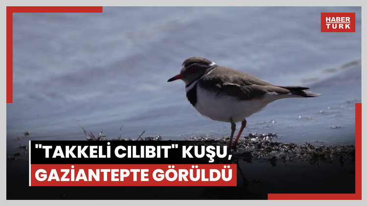 Türkiyede ilk kez "takkeli cılıbıt" kuşu, Gaziantepte görüldü