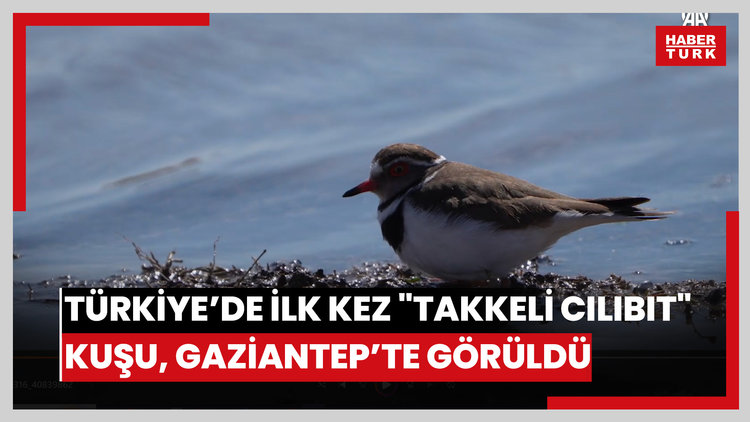 Türkiye'de ilk kez "takkeli cılıbıt" kuşu, Gaziantep'te görüldü