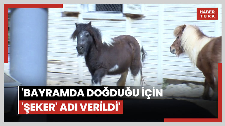 Bayramda doğan midilli 'Şeker', 1 yaşına giriyor