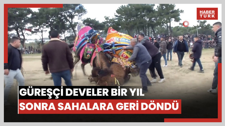 Güreşçi develer bir yıl sonra sahalara geri döndü