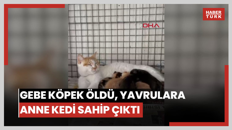 Gebe köpek öldü, yavrulara anne kedi sahip çıktı