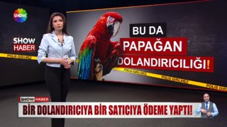 Papağan almak isterken parasından oldu! 