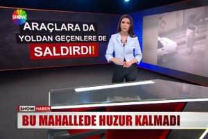 Bu mahallede huzur kalmadı! 