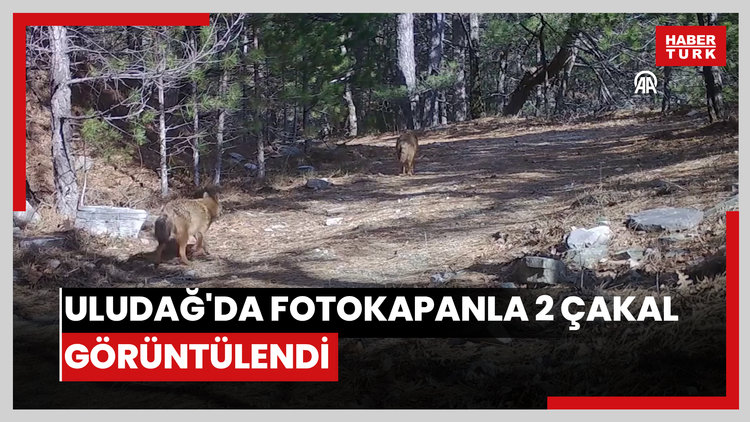 Uludağ'da fotokapanla 2 çakal görüntülendi