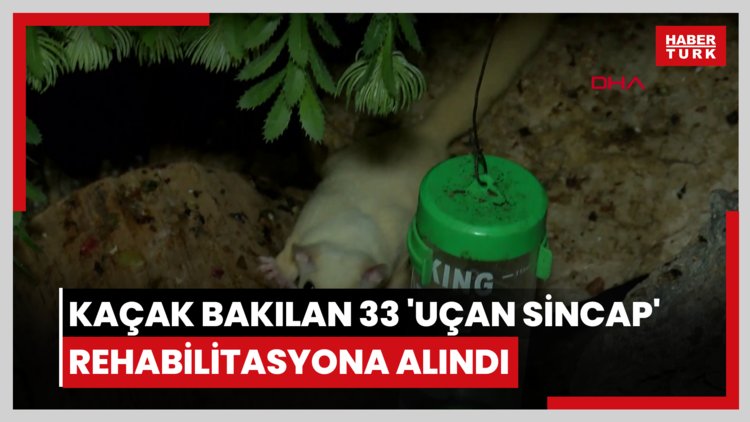 Kaçak bakılan 33 'uçan sincap' rehabilitasyona alındı