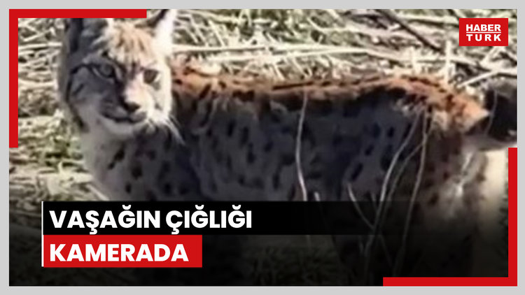 Ormanın hayaleti vaşağın çığlığı kamerada