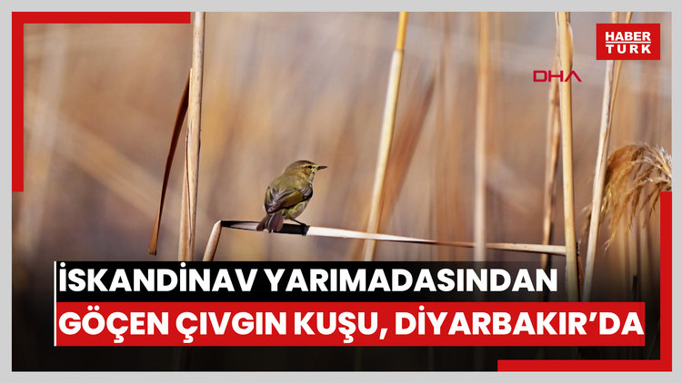 İskandinav yarımadasından göçen çıvgın kuşu, Diyarbakır'da görüntülendi