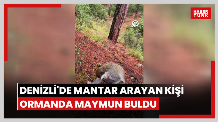Denizli'de mantar arayan kişi ormanda maymun buldu
