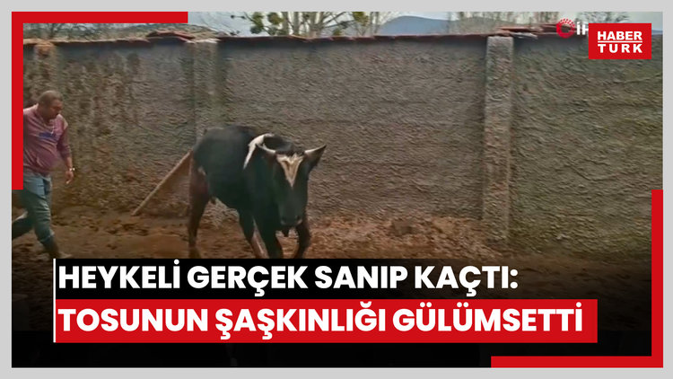 Heykeli gerçek sanıp kaçtı: Tosunun şaşkınlığı sosyal medyada gündem oldu