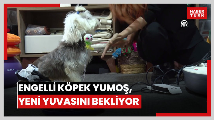 Sahibi vefat eden engelli köpek Yumoş, yeni yuvasına koşacağı günü bekliyor