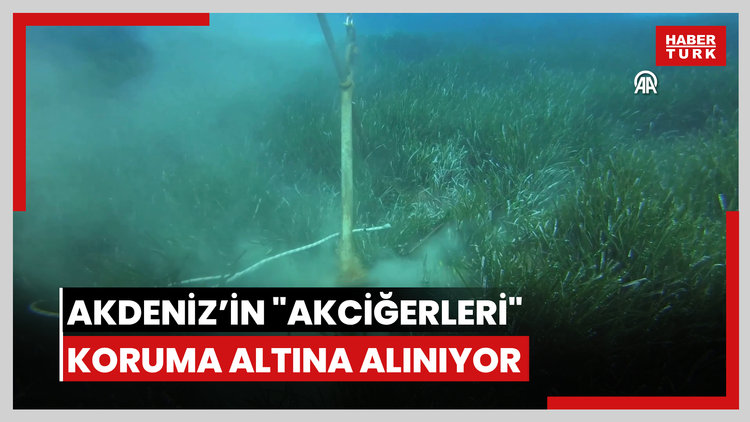 Akdeniz'in "akciğerleri" koruma altına alınıyor