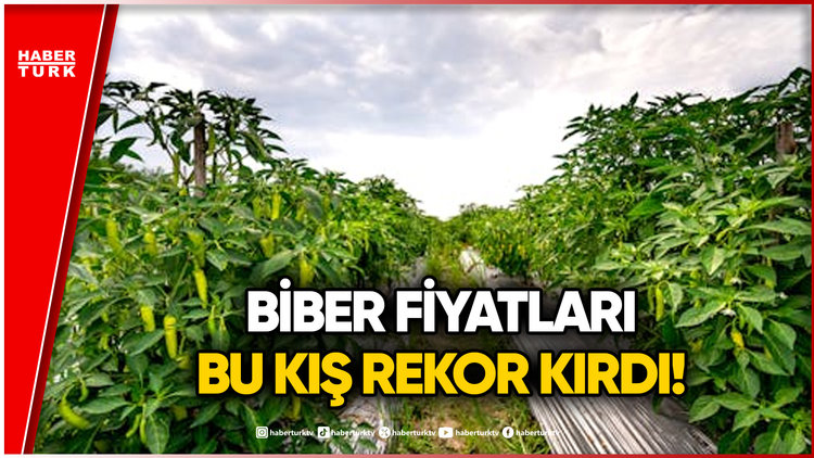Tarlada 7, Markette 199 TL! Biber Fiyatlarındaki Uçurumun Nedeni Ne?