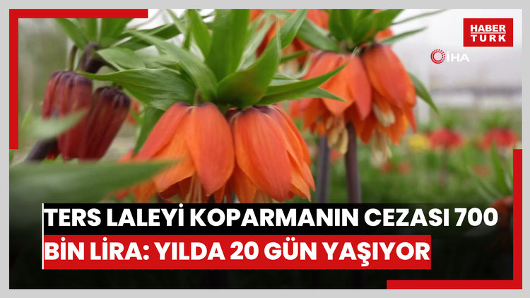 Ters laleyi koparmanın cezası 700 bin lira: Yılda sadece 20 gün yaşıyor