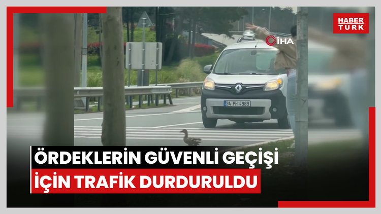 Ördeklerin güvenli geçişi için trafik durduruldu