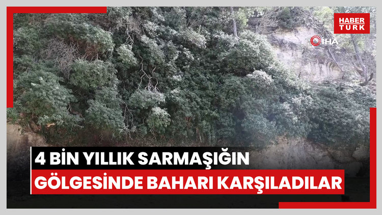 4 bin yıllık sarmaşığın gölgesinde baharı karşıladılar