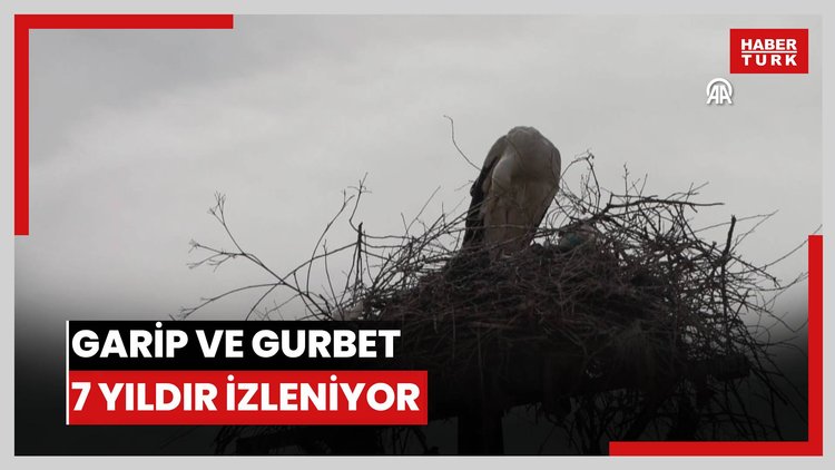 Köylerine 7 yıldır gelen leylekler Garip ve Gurbet'i kamerayla takip ediyorlar