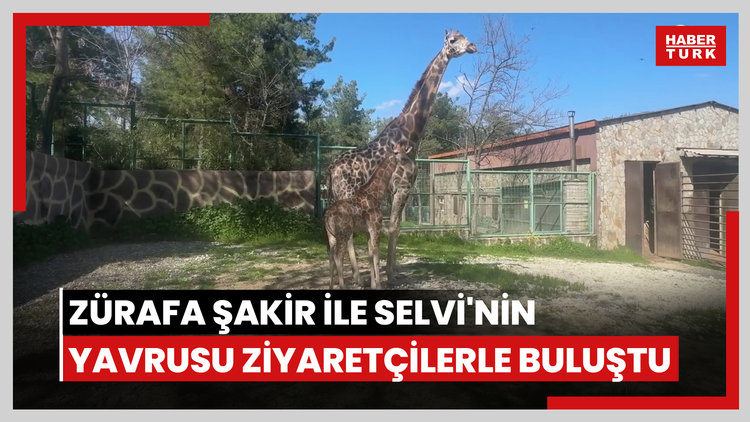 Zürafa Şakir ile Selvi'nin yavrusu ilk kez ziyaretçilerle buluştu