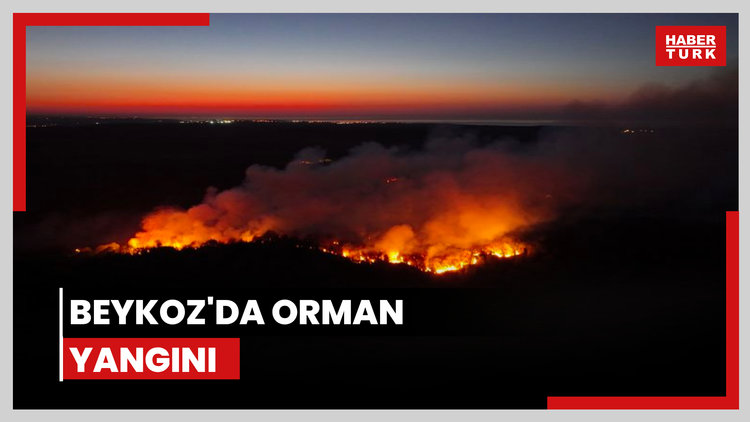 Beykoz'da orman yangını